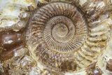 Jurassic Ammonite Fossil - Madagascar #77651-2